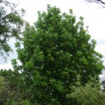 Native Plants O-T