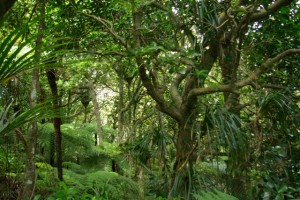 Coastal forest on Comans Track