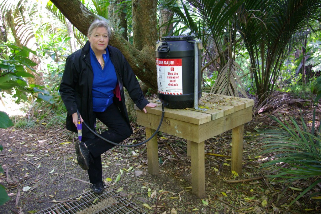 Kauri die back disease Piha Piha Beach Piha New Zealand