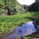 History of the Lily Pond