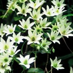 Native Plants O-T