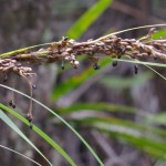 Native Plants O-T