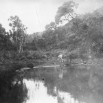 History of the Lily Pond