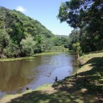History of the Lily Pond