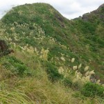 Recommended Protected Natural Areas at Piha
