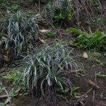 Native Plants A-D