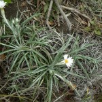 Native Plants A-D