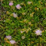 Native Plants E-I