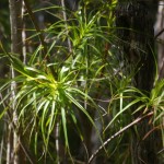 Native Plants A-D