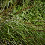 Native Plants E-I