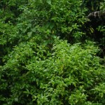 Native Plants E-I