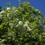 Native Plants E-I