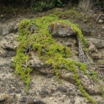 Native Plants E-I