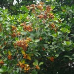 Native Plants J-N