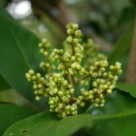 Native Plants J-N