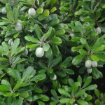 Native Plants J-N