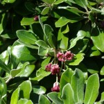 Native Plants J-N