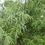 Native Plants J-N