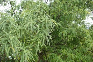 Tangled mass of young kowhai, two separate trees, one silver one green, Pearce property, September 2008