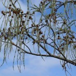 Native Plants J-N
