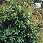 Native Plants J-N