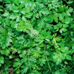 Native Plants O-T Native Plants O-T