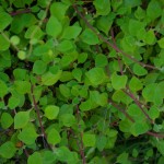 Native Plants J-N