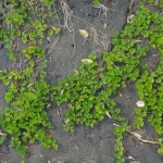 Native Plants J-N
