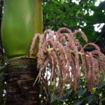 Native Plants J-N