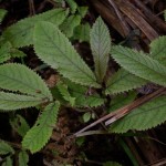 Native Plants O-T