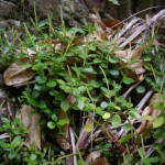 Native Plants O-T