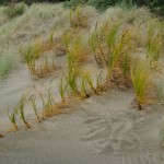 Native Plants O-T Native Plants O-T