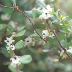 Native Plants O-T