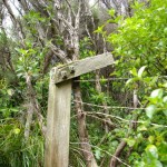 On the trail of “cosmic noise” at Piha