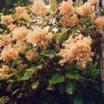 Native Plants O-T