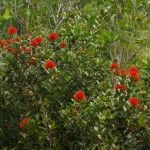 Native Plants A-D