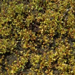 Native Plants J-N Native Plants J-N