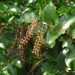 Native Plants O-T