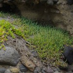 Native Plants U-Z