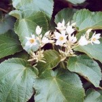 Native Plants U-Z