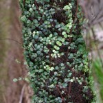 Native Plants A-D