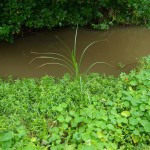 Pest plants A-E