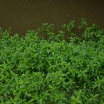 Pest plants A-E