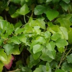 Pest plants A-E