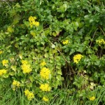 Pest plants A-E