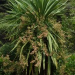 Pest plants A-E