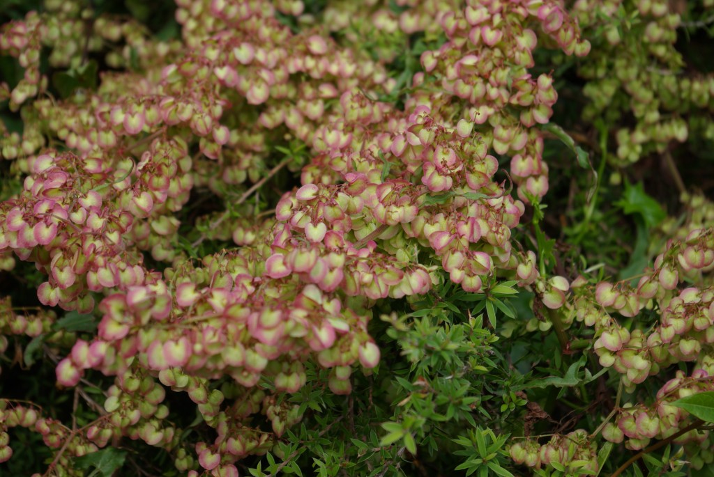 Pest plants AE Piha Piha Beach Piha New Zealand