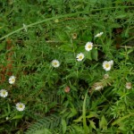 Pest plants M-R