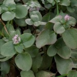 Pest plants M-R