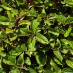 Pest plants M-R